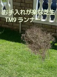 お手入れが楽な芝生TM9 ランナーのサムネイル