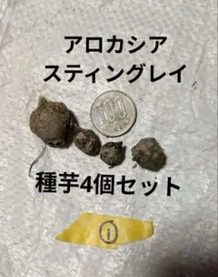 さゆり様 リクエスト 3点 まとめ商品