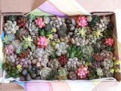 M*a様 51 ちまちま寄せ　多肉植物　寄せ植えセット　カット苗セット