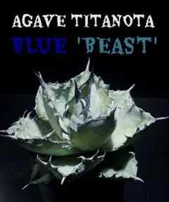 2025年最新】チタノタ ビーストの人気アイテム - メルカリ