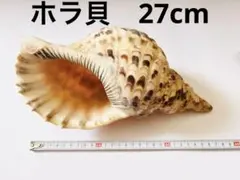 2026年最新】ほらがいの人気アイテム - メルカリ