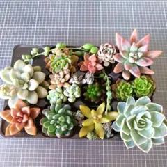 多肉植物(125)カラフル寄せ植えセットのサムネイル