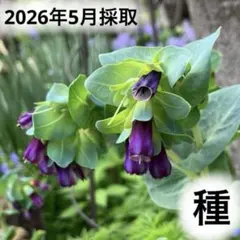 2026年最新】セリンセマヨールの人気アイテム - メルカリ