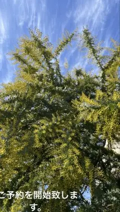 銀葉アカシア　ミモザ　フレッシュ　ネコポス発送