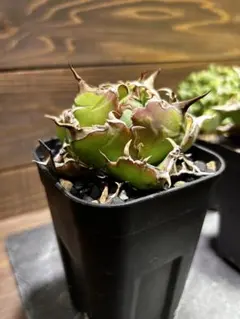 2026年最新】アガベ 白鯨 ボールの人気アイテム - メルカリ