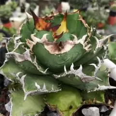 アガベまとめ売り（皇冠、穿山甲、凱旋、トリケラトプス） アガベまとめ売り（皇冠、穿山甲、凱旋、トリケラトプス）