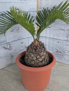 ソテツ 発根済み 葉尺40cm - メルカリ