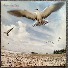 【LPレコード】高中正義/Seychelles セーシェル Amazon | SEYCHELLES - 高中正義 [Analog] | 高中正義