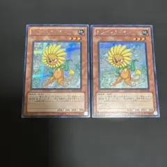 ダンディライオン シークレット