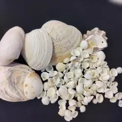 貝殻セット