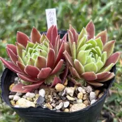多肉植物 センペルビウム【上海ローズ・ジェロナ】抜き苗 - メルカリ