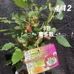 最高な良品スイートマルベリー 特大実付き❗ 木も太く8号❗ - メルカリ