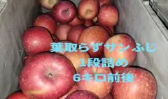 りんご 青森県産 葉とらずサンふじ　1段詰め　お買い得家庭用