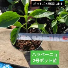 할라피뇨 2호 화분 모종