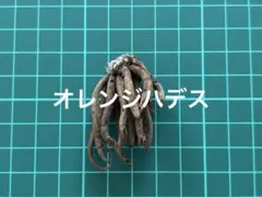 【希少】ラックス　オレンジハデスのサムネイル