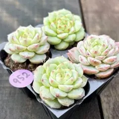 NEW❗️098多肉植物 エケベリア 粉月影 抜き苗 寄せ植え 4苗セット