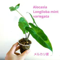 アロカシア ロンギロバ ブラックピンク バリエガータ 希少 レア D10
