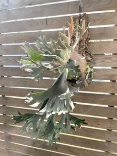 satoru様 リクエスト 2点 まとめ商品