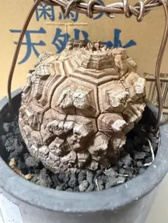 ILL様専用 長谷川亀甲竜 アフリカ亀甲竜 塊根植物 キーホルダー付き