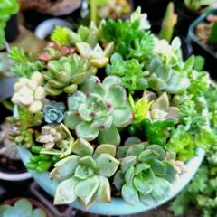 多肉植物 ルナレン&セダム14種セット エケベリア 個々に名前は付きませ