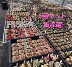特売　寄せ植えセット　　抜き苗　多肉植物