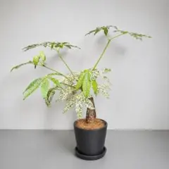 美形 大型 エバーフレッシュ S字仕立て 10号 バルーン陶器鉢 植え込み