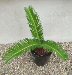 ① 蘇轍 ソテツ 子株 観葉植物 発根済み セット販売 - メルカリ