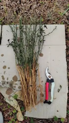 数量限定販売企画！カラタチ台木１００本＋α（枯れ保証分） 2026年最新】カラタチ 台木の人気アイテム - メルカリ