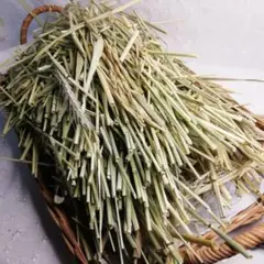 【材料・素材】青刈りライ麦、エンバク、オオムギの麦わらミックス　麦稈　約100g