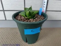 サンスベリア Sansevieria Green peach C - メルカリ