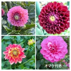 訳ありお楽しみセット　D