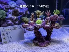 人工ライブロック PHR75／10穴加工 31×26×25 - メルカリ