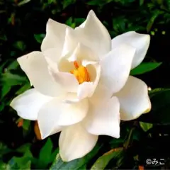 jyuri様 リクエスト 2点 まとめ商品