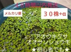 水草　メダカ　産卵床　オオサンショウモ　アオウキクサ　アオ浮き草　金魚　餌のサムネイル