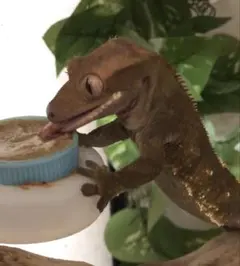 Item thumbnail for item cae625c5-e933-4ffa-868a-700a17f8ecf5