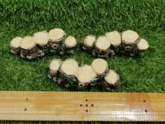 ミニチュア 切り株5連 3つ