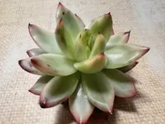 ひ*ん様 4596新品種　エボニー・バリエガータ　エケベリア　多肉植物　撮影2月