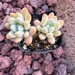 多肉植物 ペンデンス③ 抜き苗 - メルカリ