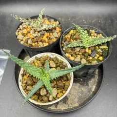アロエ5点セット 抜き苗 多肉植物 - メルカリ