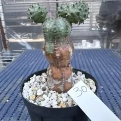 2026年最新】オベサブロウの人気アイテム - メルカリ