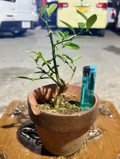 2025年最新】キンズ 盆栽の人気アイテム - メルカリ