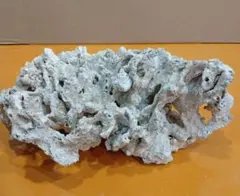 2026年最新】デスロックサンゴの人気アイテム - メルカリ