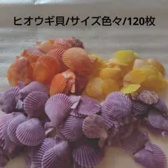 ヒオウギ貝/桧扇貝/緋扇貝/ひおうぎ貝/サイズ色々/120枚
