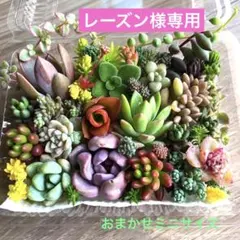 レーズン様専用♡おまかせ韓国苗セダム詰め合せ♡ちまちま寄せ植えカット苗セット