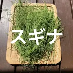 2026年最新】スギナ苗の人気アイテム - メルカリ