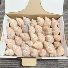 【c】貝殻 巻貝 ヤドカリ