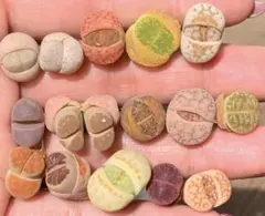 momoko様 リクエスト 2点 まとめ商品