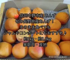☆信州大実 5kg 信州産 あんず 杏 生あんず アプリコット - メルカリ