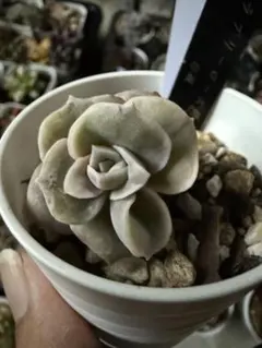 多肉植物　ラブリーローズ錦白斑　抜き苗