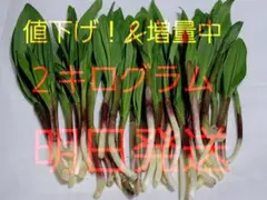 北海道道東産 天然行者にんにく 2キログラム 明日発送 - メルカリ